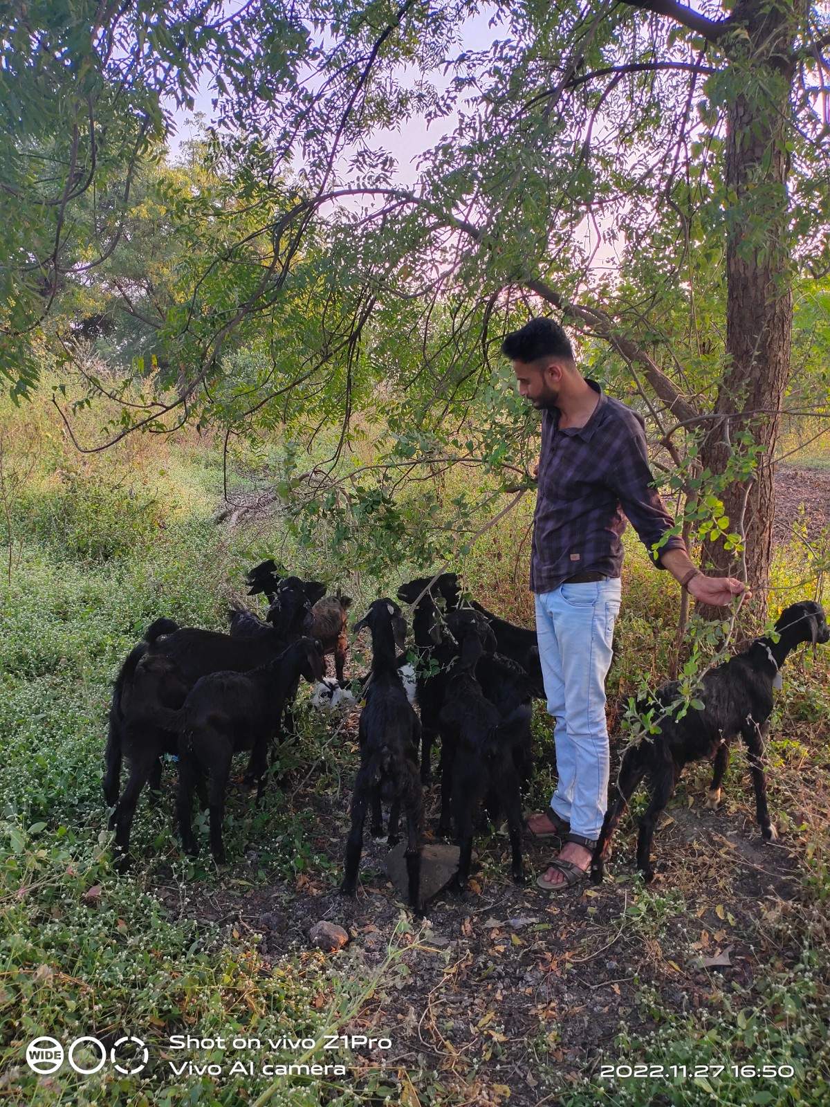 Goats Grazing In Open Field
